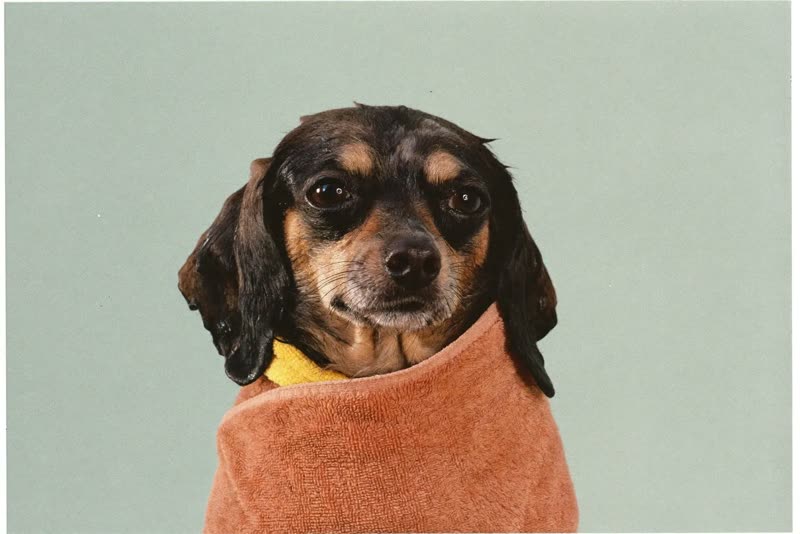 A small dog wrapped in a towel after its bath